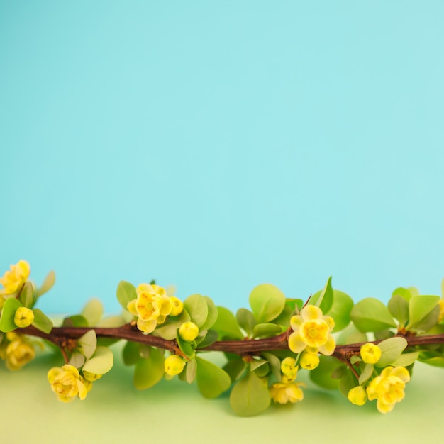 Filiale del crespino sbocciante della primavera