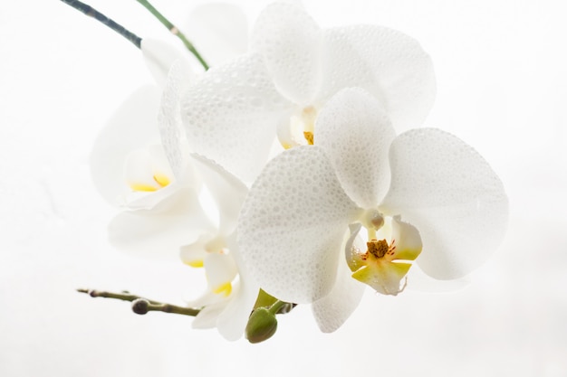 Filiale dell&#39;orchidea bianca pura nelle gocce su bianco