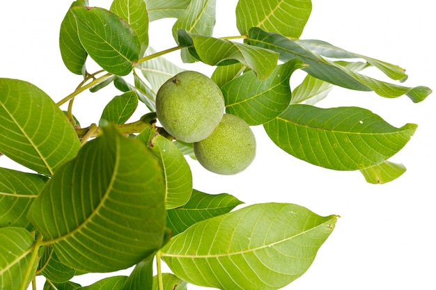 Filiale di albero verde della frutta delle noci isolata su un bianco