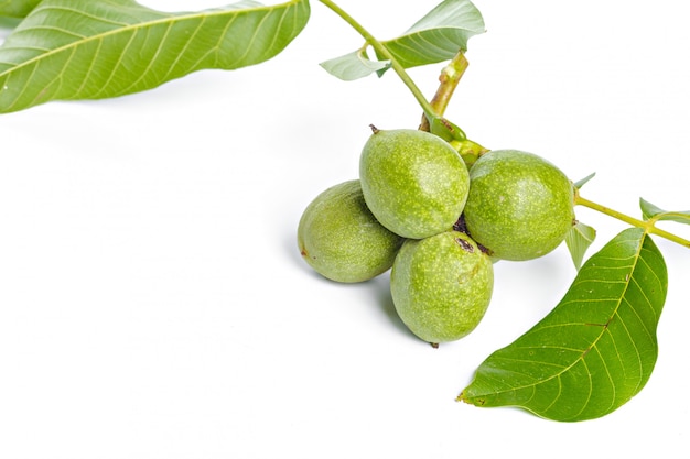 Filiale di albero verde della frutta delle noci isolata su una priorità bassa bianca