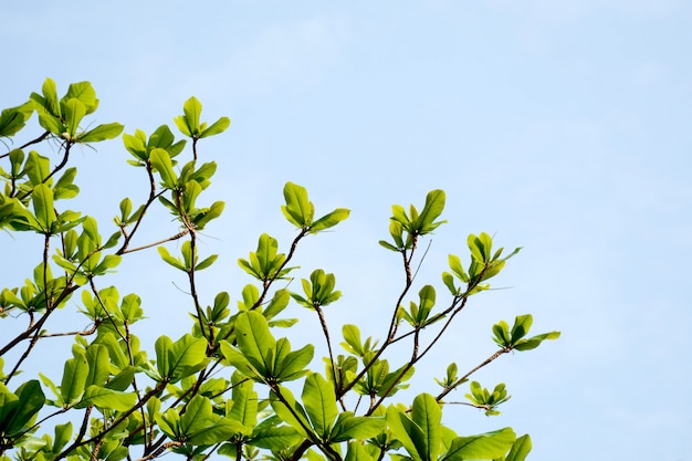Filiale di albero verde sulla priorità bassa del cielo blu