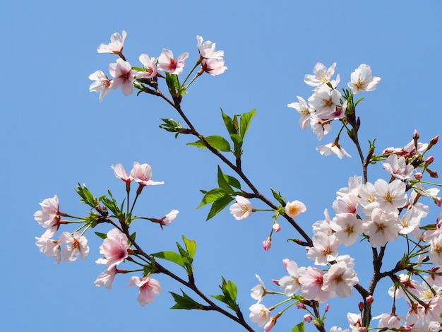 Filiale di Cherry Blossom (Sakura) sui precedenti del cielo blu.