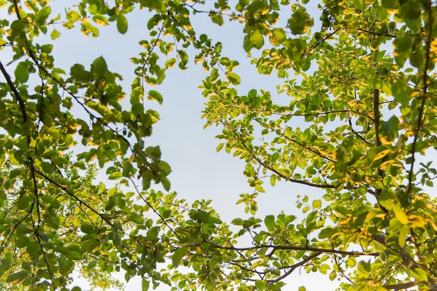 Filiale di di melo nel giardino sulla priorità bassa del cielo blu. Foglie verdi