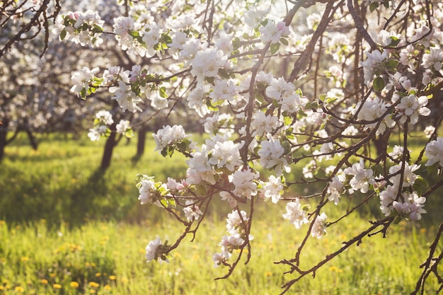 Filiale di fioritura di di melo nel giardino alla molla