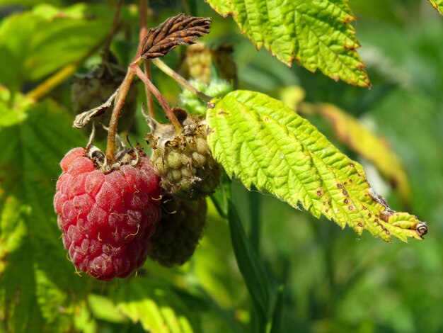 Filiale di lamponi maturi in un giardino