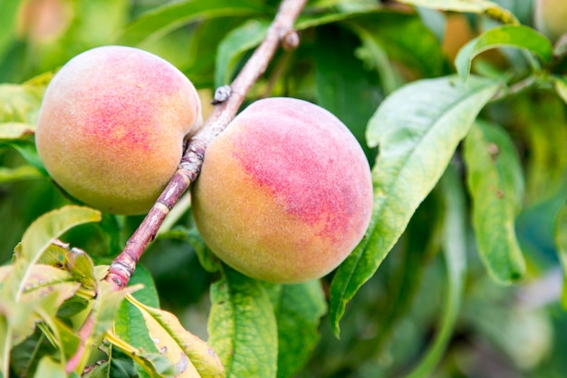 Filiale di pesco. primo piano della pesca di frutta matura