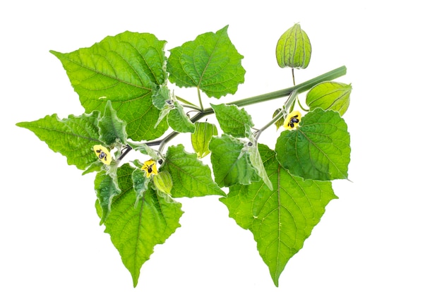 Filiale Physalis con foglie verdi e frutti acerbi su sfondo bianco.