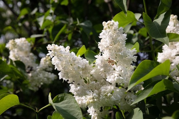 Filiale sbocciante di un lillà bianco