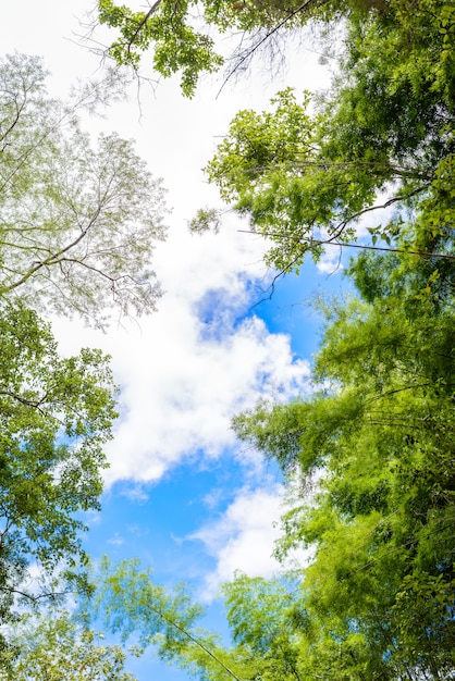 Filiali di alberi su cielo blu