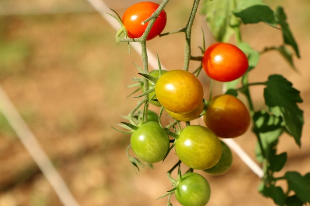 Filiali di pomodoro ciliegino