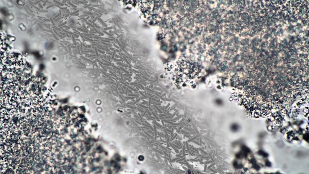 Filmati ripresi con un microscopio Grande ingrandimento dello zoom Tessuto biologico con cellule