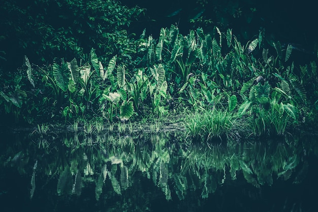 Filtro verde naturale, foresta tropicale con lago