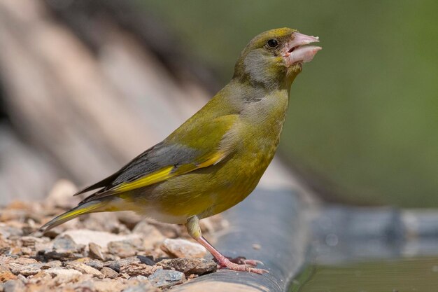 Fincolo europeo o fincolo verde Chloris chloris Malaga Spagna