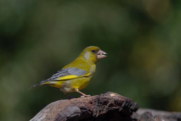 Fincolo europeo o fincolo verde Chloris chloris Malaga Spagna