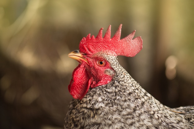 Fine beccata dell'uccello del gallo in su