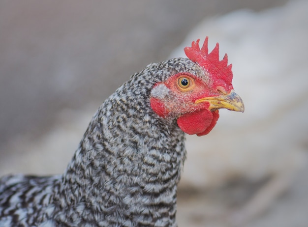 Fine beccata dell'uccello del gallo in su