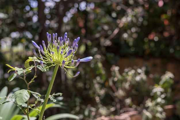 Fine del fiore del giglio di Nilo in su