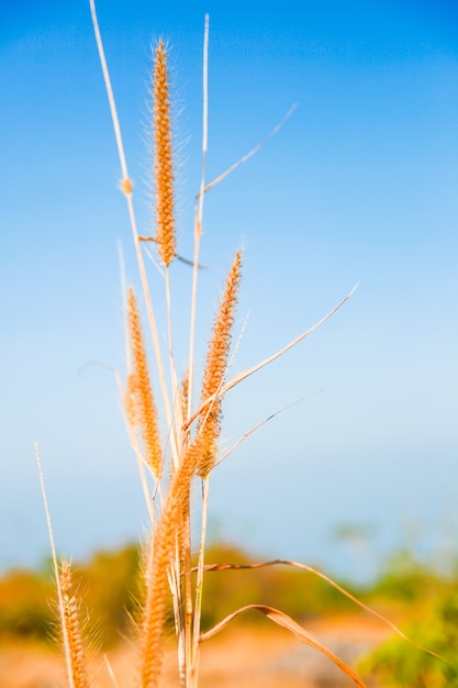 Fine del fiore dell'erba in su su cielo blu