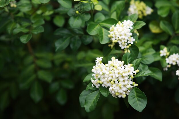 Fine del fiore di murraya paniculata su, nel giardino