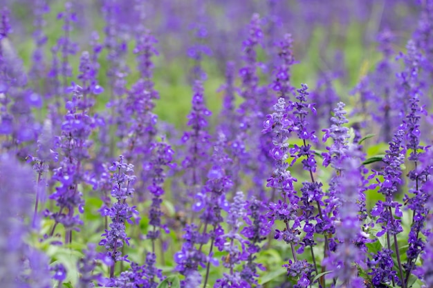 Fine del fuoco selettivo sulla bella lavanda porpora nei campi per fondo di nozze o di bellezza