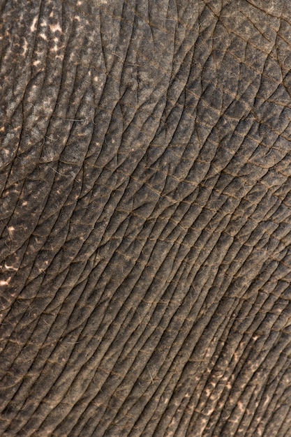 Fine del modello della pelle dell'elefante su