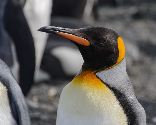 Fine del pinguino reale in su