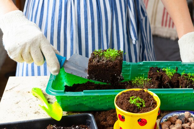 Fine del processo di trapianto della pianta. Accessori da giardinaggio