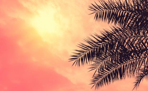 Fine dell'albero della palma da datteri in su contro il cielo