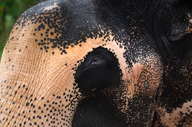 Fine dell'elefante asiatico in su nello Sri Lanka