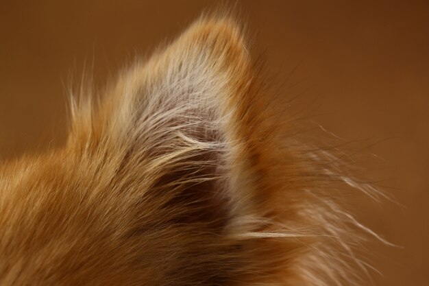 Fine dell'orecchio di cane dello spitz di Pomeranian su