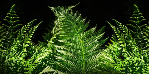 Fine della felce delle foglie verdi su su fondo scuro. Banner per il web.