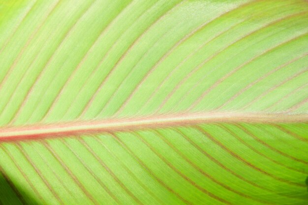 Fine della foglia della pianta verde su