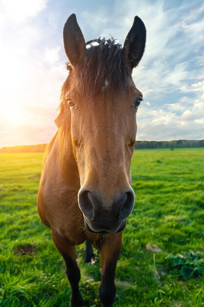 Fine della testa di cavallo in su al tramonto contro un cielo blu