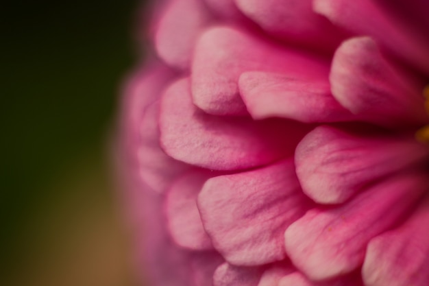 Fine di macro del petalo del fiore sull'immagine, fondo floreale