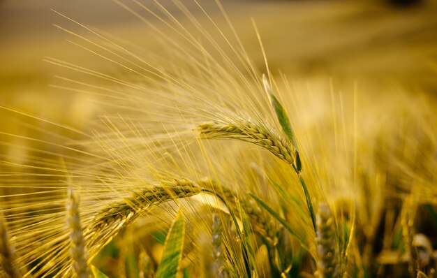 Fine di macro delle punte su nel giacimento di grano di estate.