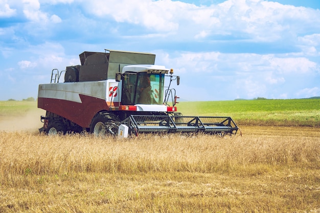 Fine estate inizio autunno raccolta di colture agricole utilizzando una moderna mietitrebbia