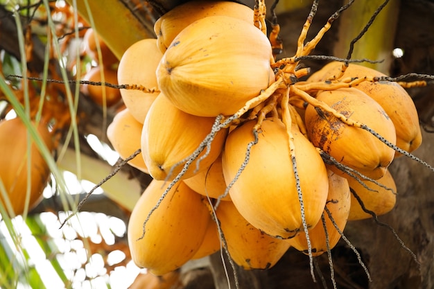 Fine gialla dell'albero di cocco in su