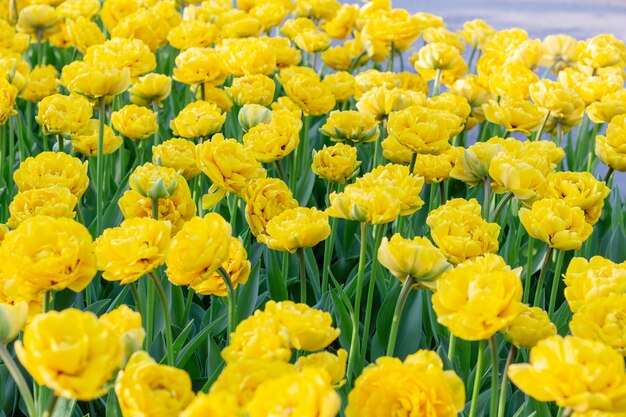 Fine gialla variopinta della primavera dei fiori freschi dei tulipani su