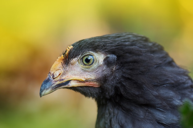 Fine grigia dell'uccello della gallina in su