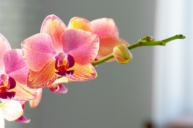 Fine pastello rosa e gialla dell'orchidea su su fondo vago