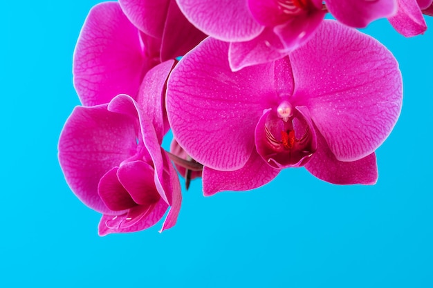 Fine porpora del fiore della pianta dell'orchidea su su fondo blu