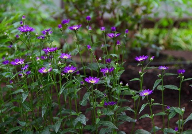 Fine porpora del fiore su nel giardino