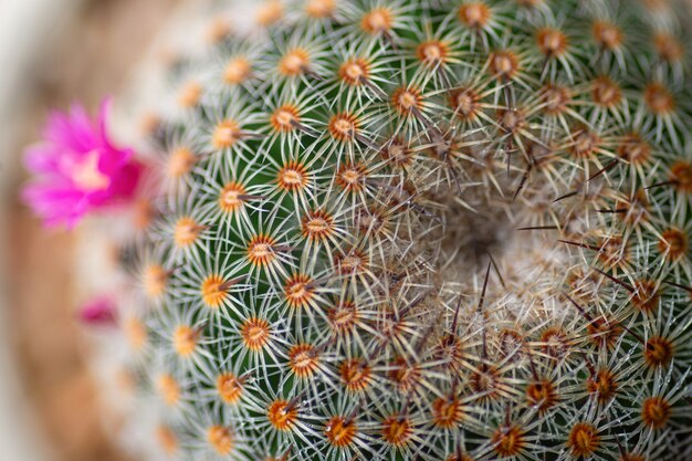 Fine rosa del cactus del fiore su