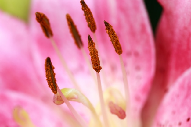 Fine rosa del fiore del giglio su