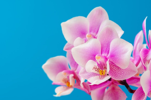 Fine rosa del fiore dell'orchidea su contro la superficie del blu