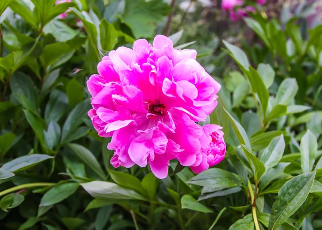 fine rosa del fiore della peonia su