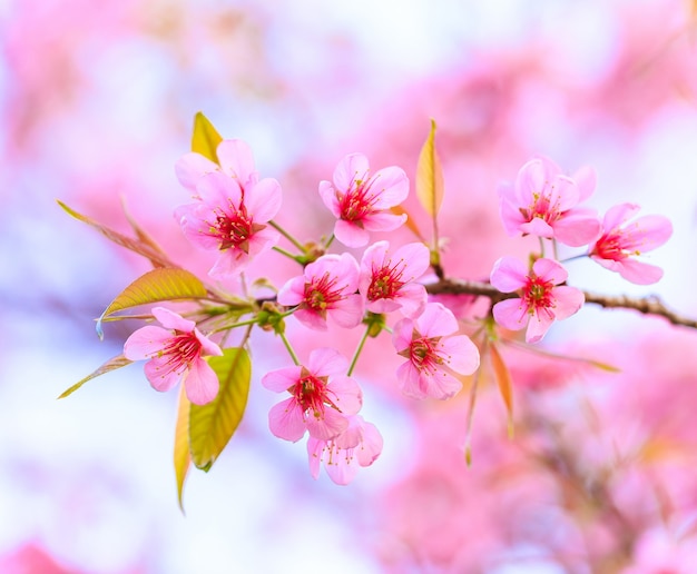 Fine rosa del fiore di ciliegia di Sakura su nel Giappone