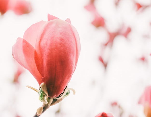 Fine rosa dell'albero di tulipano del fiore (liriodendron tulipifera) su