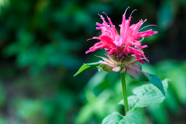 Fine rossa del fiore di Monarda in su