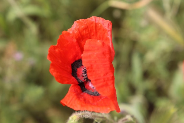 Fine rossa di fioritura del papavero in su